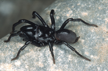 Pechschwarze  Tapezierspinne (Atypus piceus ) - © Christian Komposch